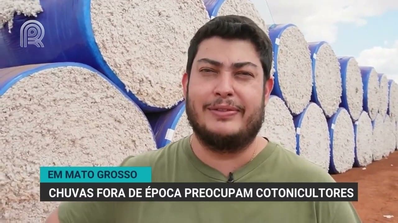 Chuvas Fora de Época Prejudicam Colheita de Algodão em Mato Grosso