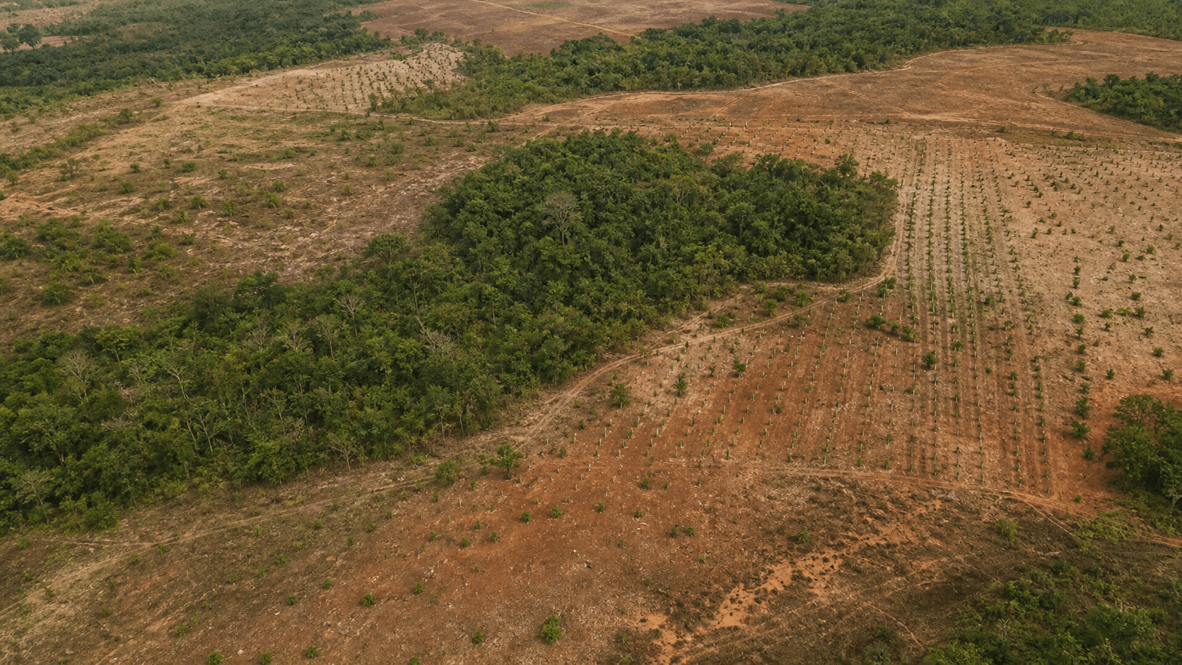 Projeto Restaura Biomas visa recuperar 12 milhões de hectares no Brasil