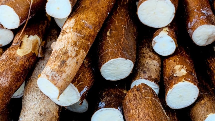 Preços da mandioca caem com colheita superior à demanda