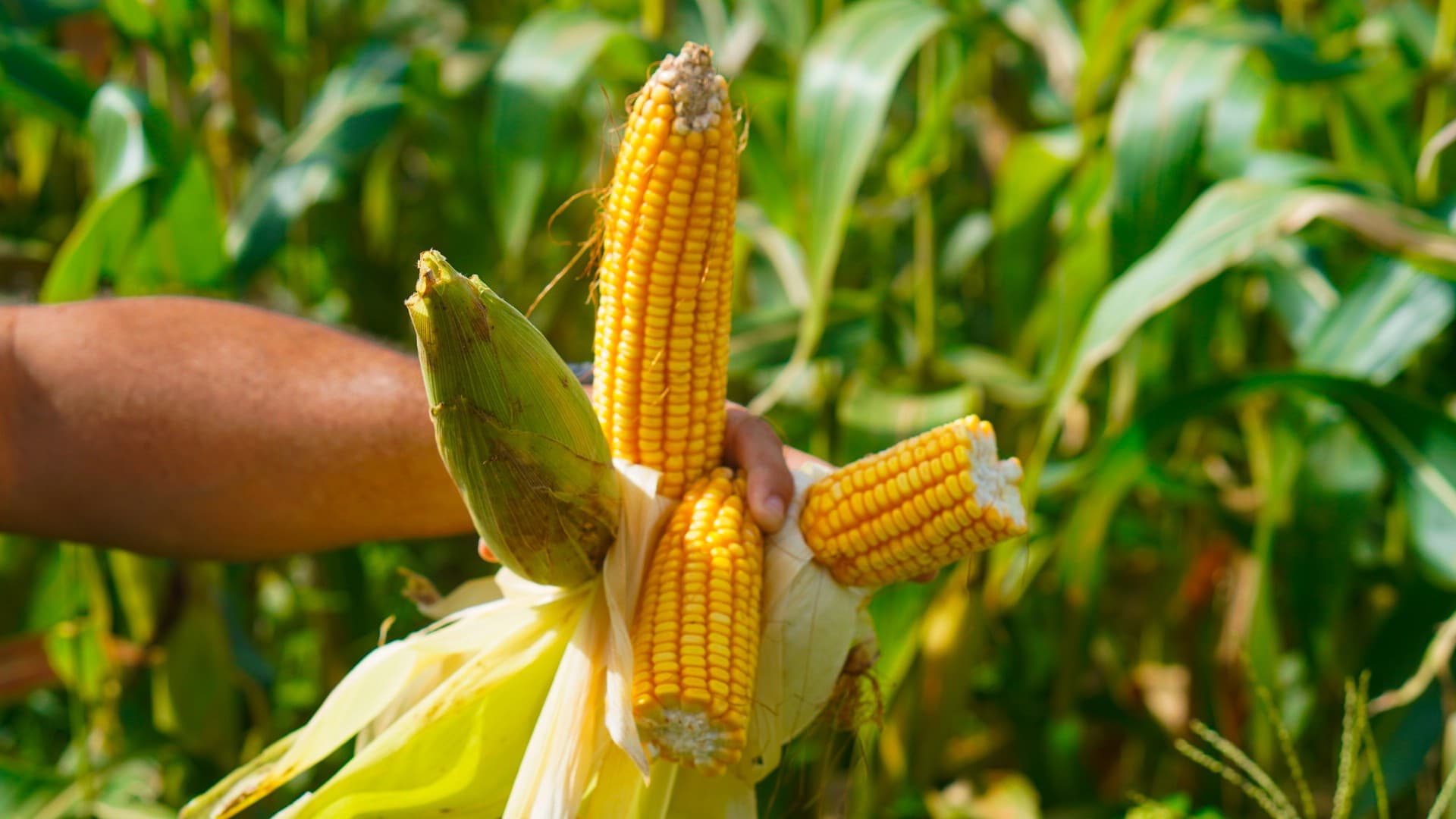 Exportações do Brasil ao Golfo Pérsico caem 31% em março