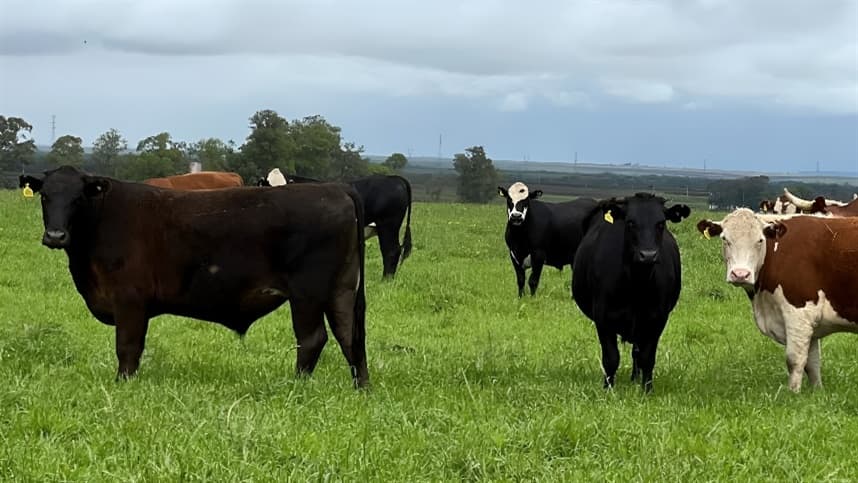 Pecuária brasileira enfrentará desafios em 2026 apesar da alta da arroba