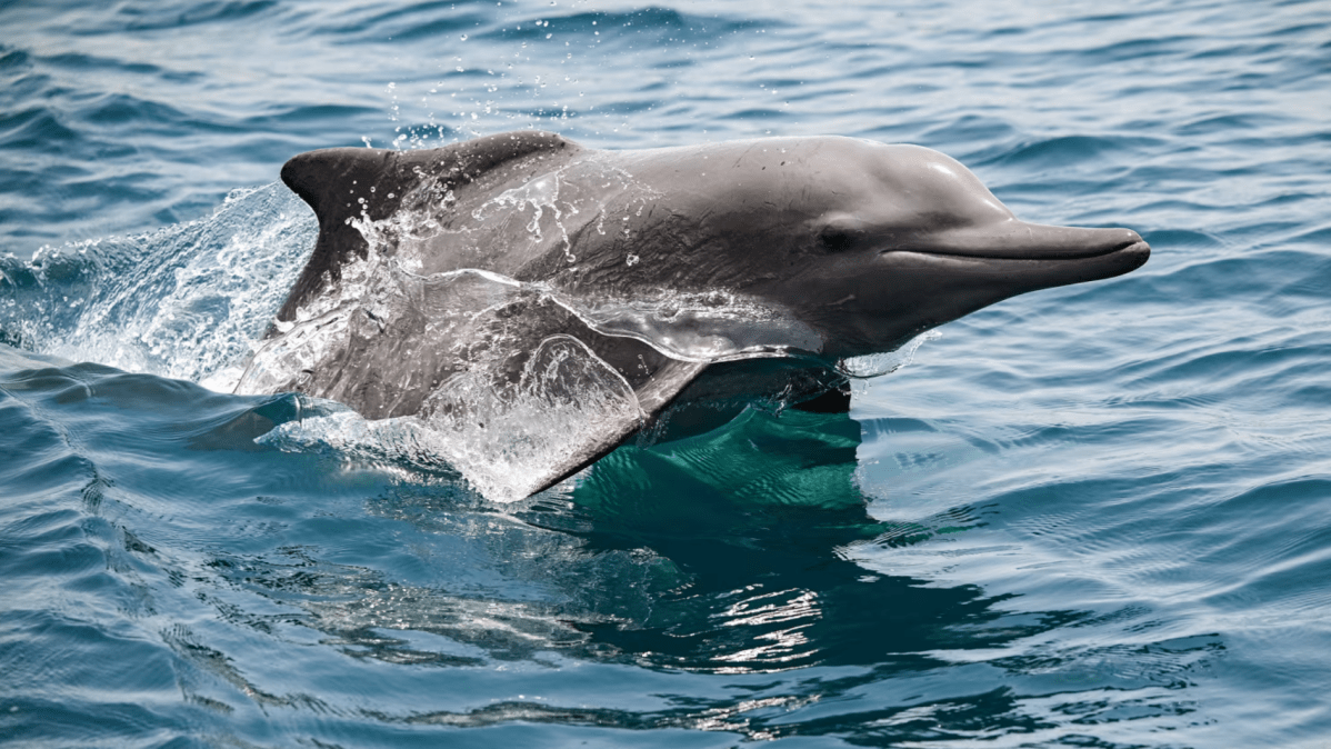 Derramamentos de petróleo ameaçam vida marinha no Estreito de Ormuz