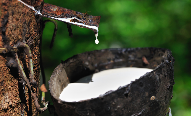 Governo Federal Lança Leilões para Estímulo ao Escoamento da Borracha Natural