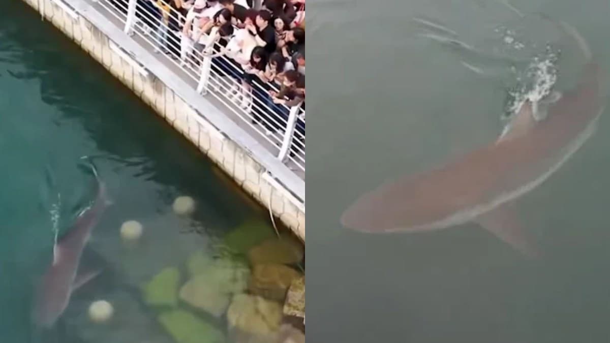 Tubarão se torna atração em canal de Busan com mais de 600 mil visitantes