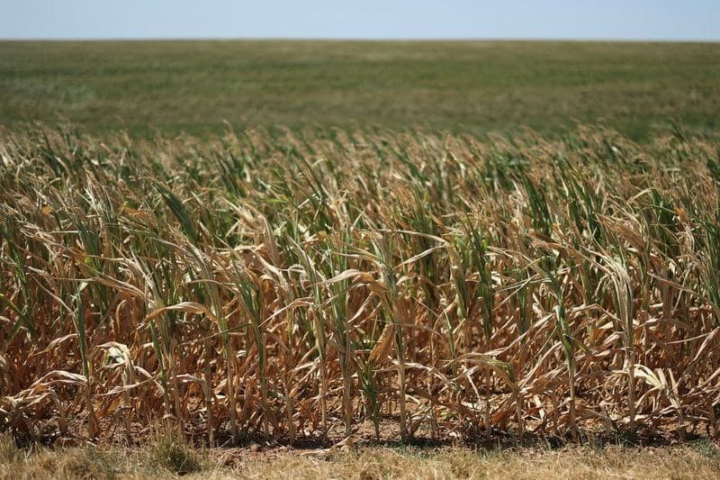 Produção de milho da UE cai para 48,3 milhões de toneladas devido à seca