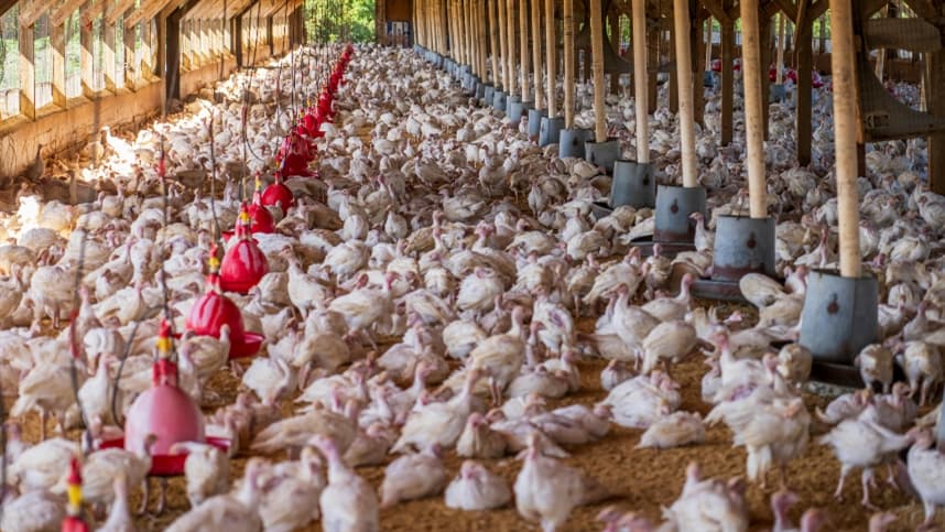 Pesquisas com peptídeos antimicrobianos visam combater Salmonella