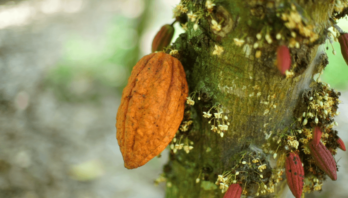 El Niño impacta preços futuros de commodities agrícolas