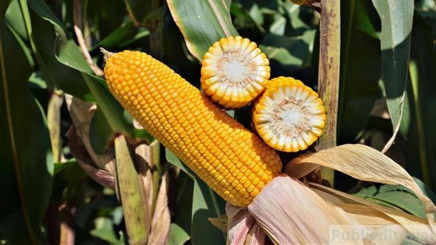 Híbrido de milho FS695 da Forseed contribui para manejo de nematoides