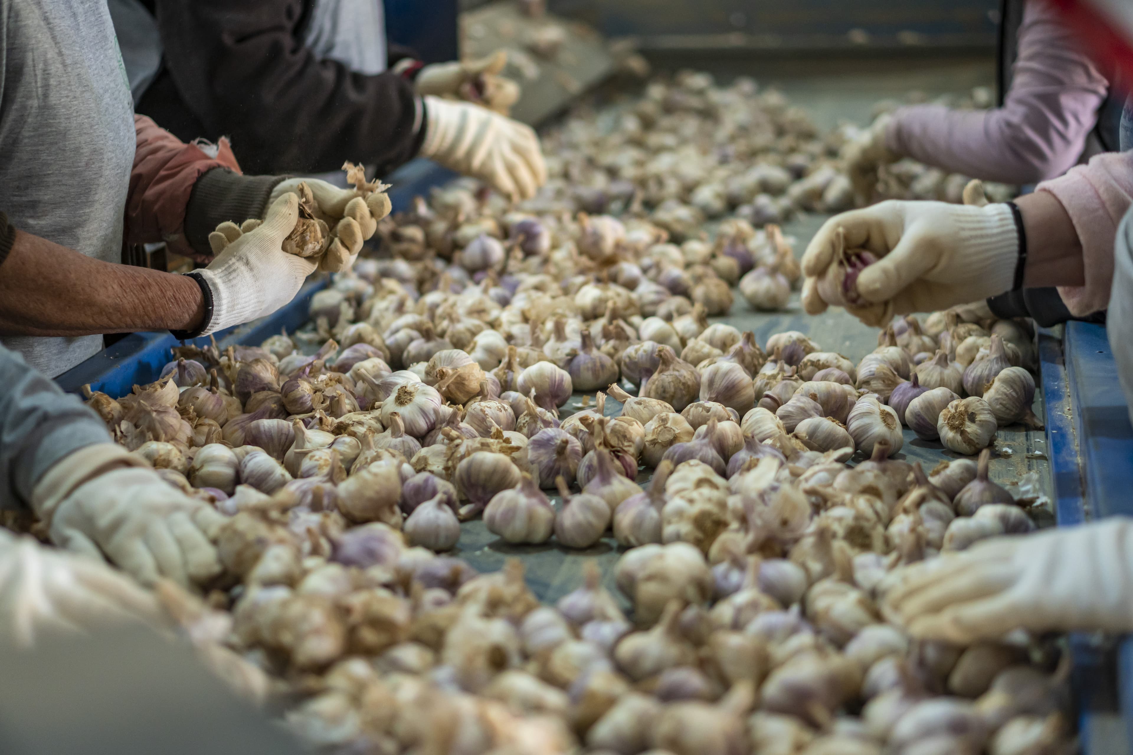 Anapa denuncia queda na produção de alho devido a importações