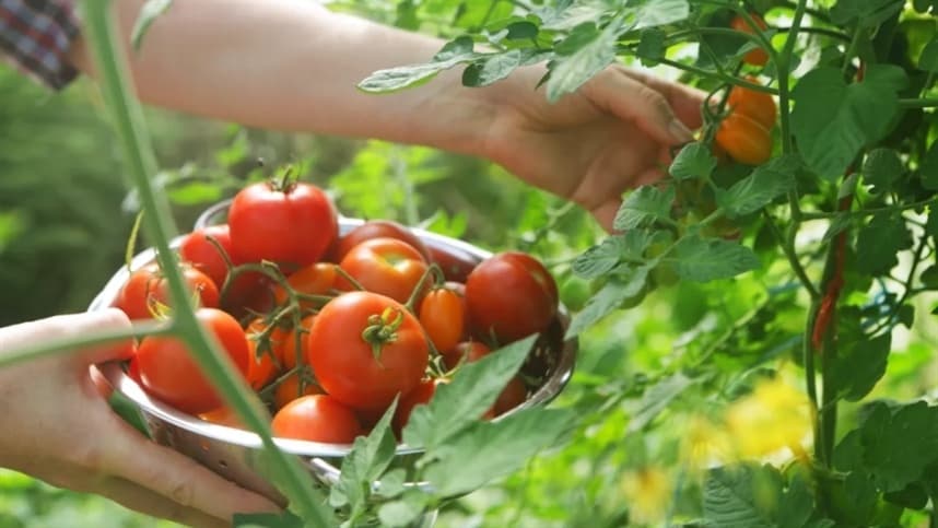 Produção de tomates sem defensivos químicos promove saúde na lavoura
