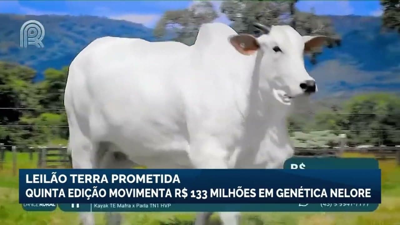 Leilão Terra Prometida movimenta R$ 133 milhões em genética nelore