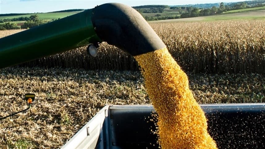 Milho requer água em fases críticas para garantir produtividade