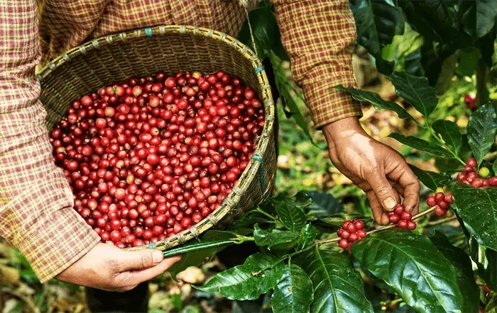 Safra de café avança, com São Paulo liderando colheita