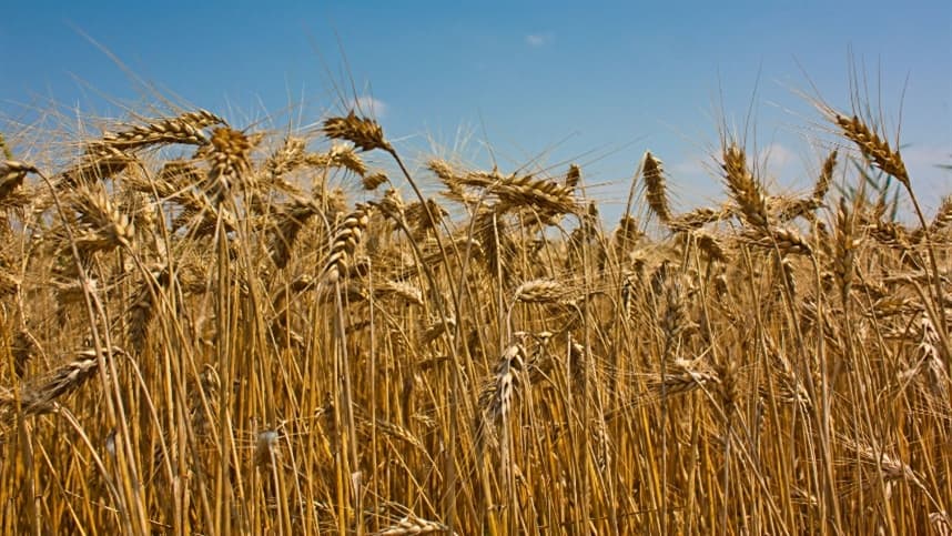 Produção de trigo no Paraná deve cair 10% nesta safra