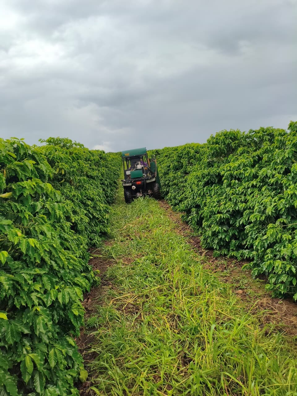 Nestlé e Cooperativa do Cerrado avançam em agricultura regenerativa