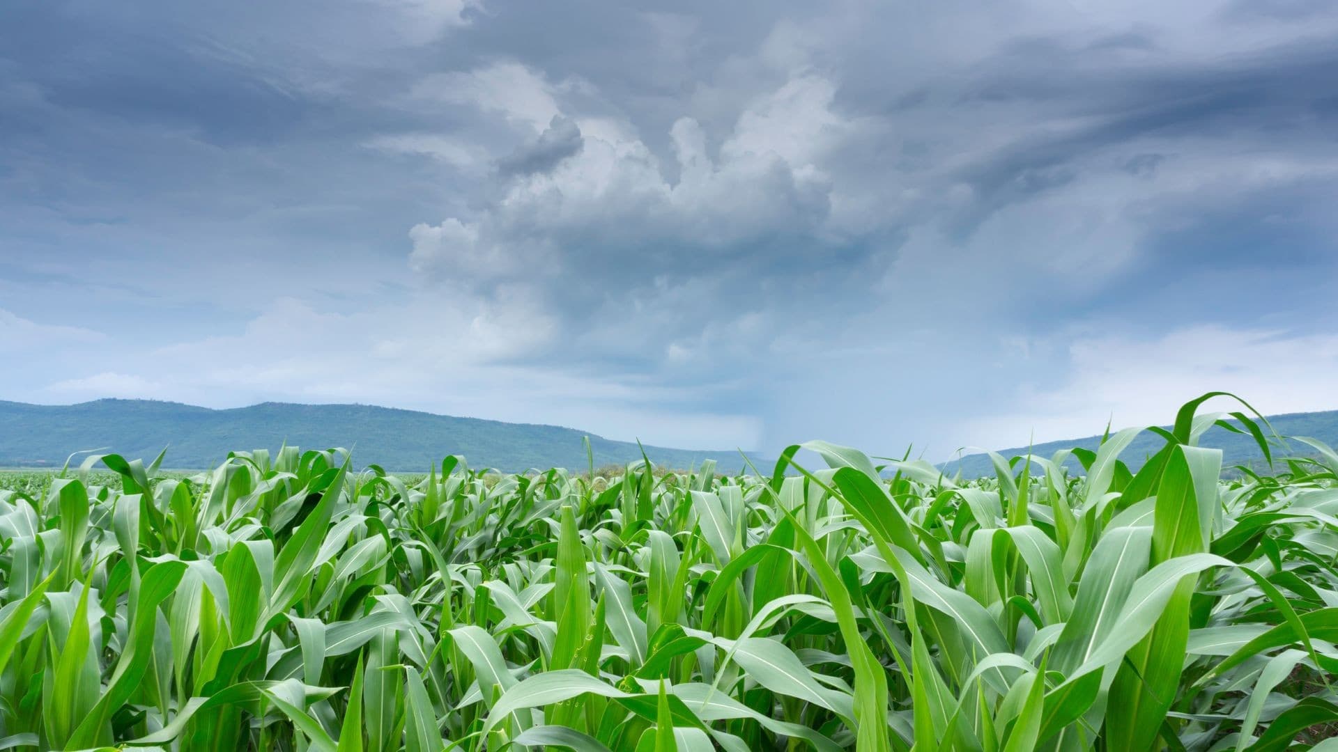 Diagnóstico de Inovação Agropecuária é Lançado em São Paulo pelo Ministério da Agricultura