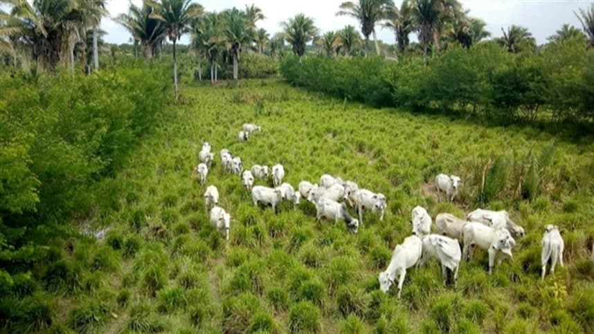 Marca vai investir em reflorestamento de áreas de pastagem
