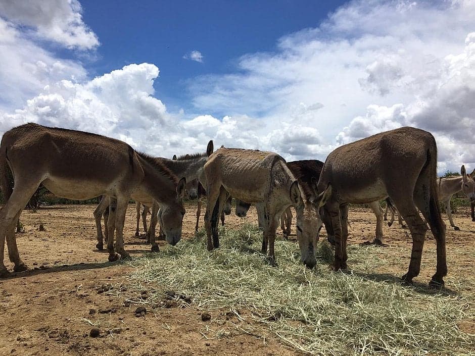 População de jumentos no Brasil pode chegar a 730 mil em 2026