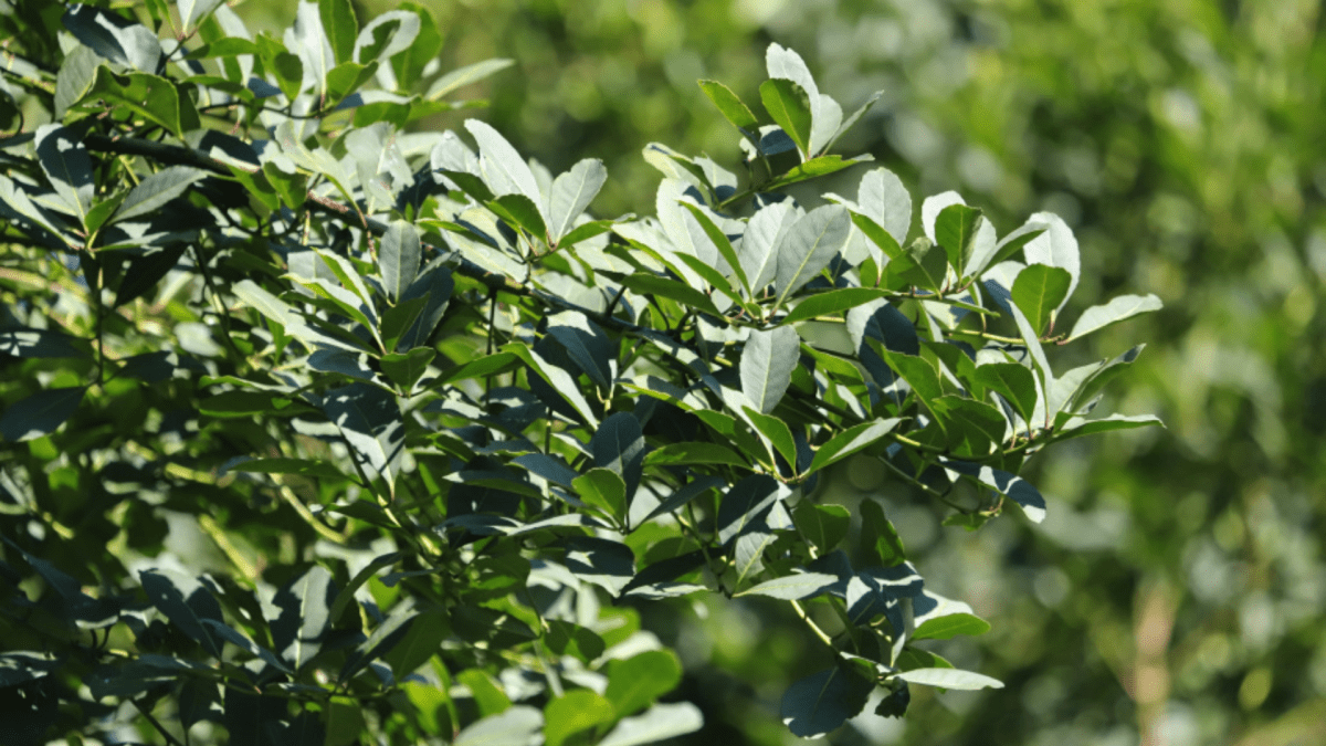 Crescimento do mate orgânico no Brasil demanda planejamento rigoroso