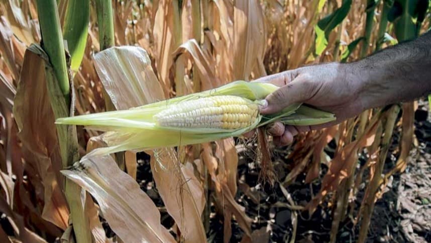 Custos de produção de soja e milho preocupam agricultores em MS