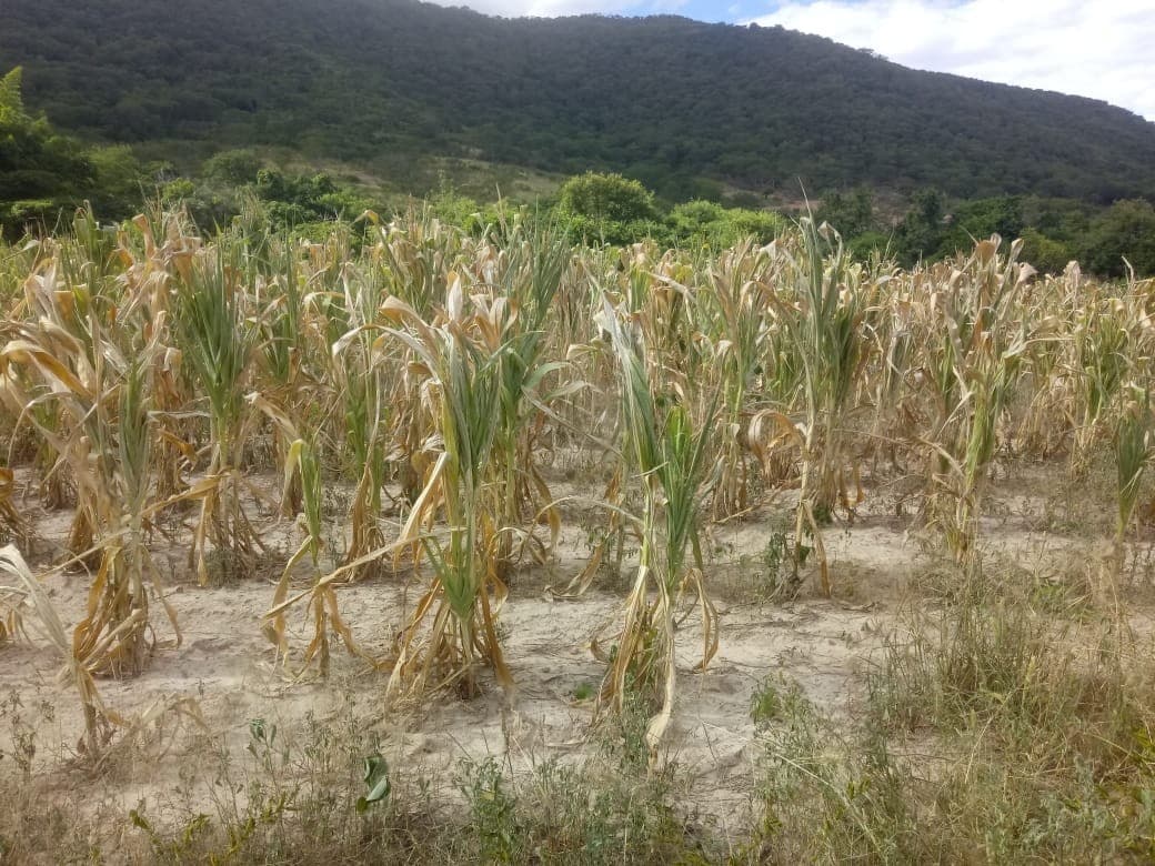 Novo seguro rural pode impulsionar investimentos no setor agrícola