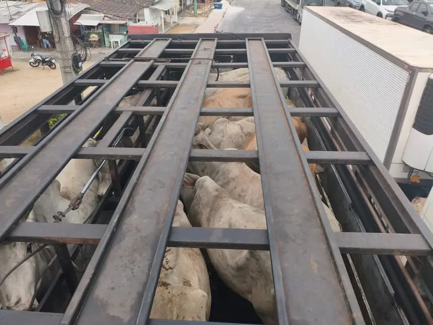 Fiscalização no Pará apreende 90 bovinos em operação comercial irregular