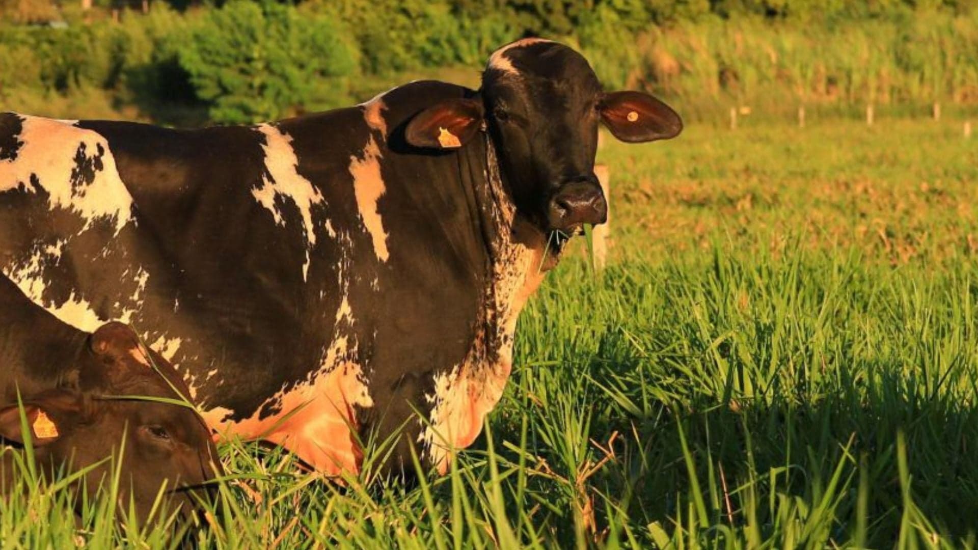 Gado Leiteiro: Cruzamento de Raças Promete Aumentar Produtividade