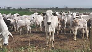Inovador projeto transforma fazenda em sumidouro de carbono