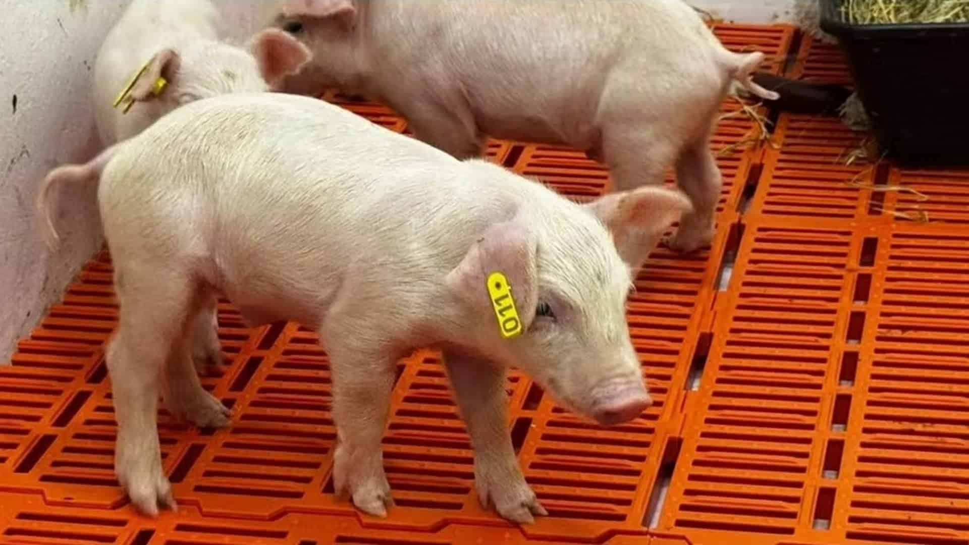 Clone suíno inédito é criado em Piracicaba, SP