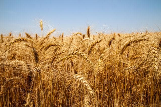 USDA aponta queda na condição de trigo de inverno para 34%