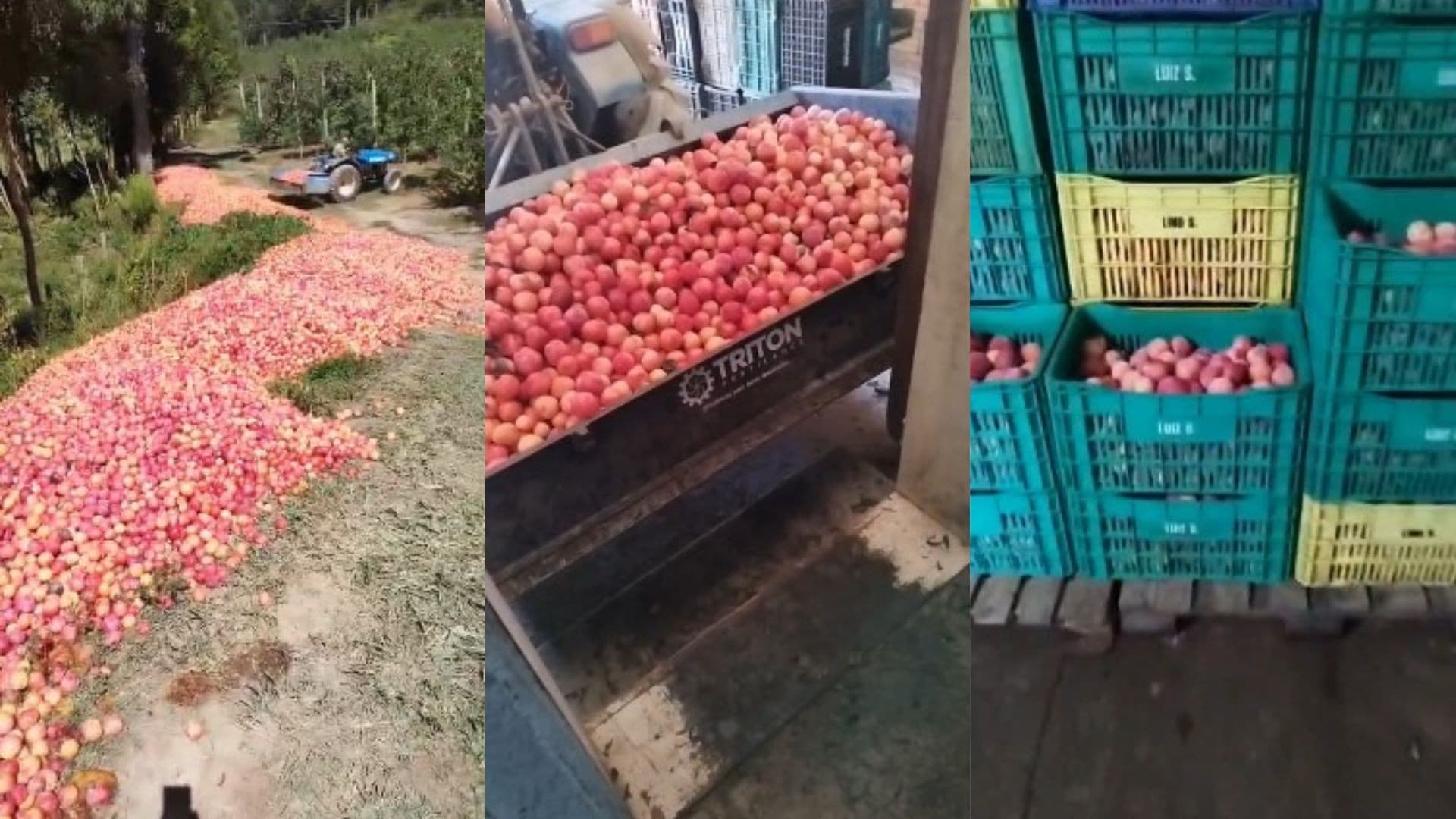 Urubici: Agricultor Descarte 50 Toneladas de Ameixa Por Falta de Compradores