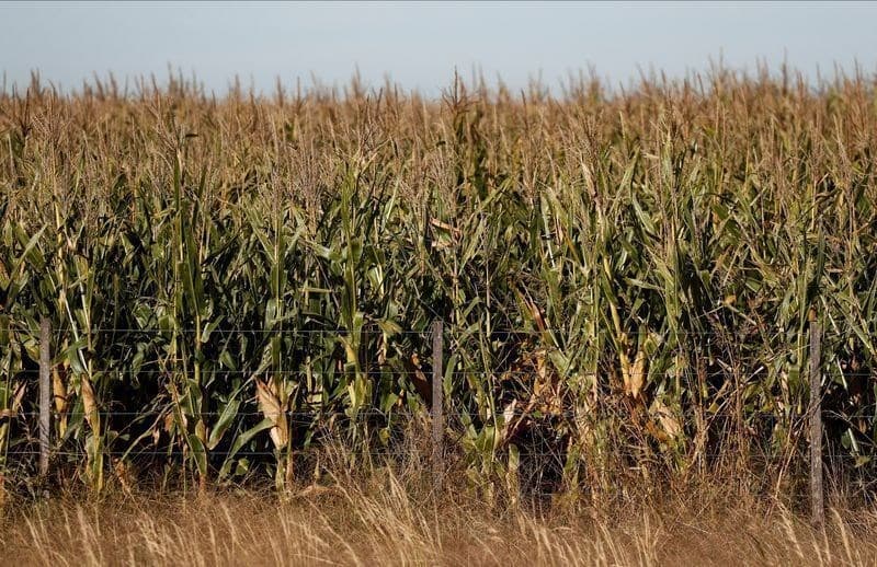 Argentina mantém plano de plantar 8,4 milhões de hectares de milho