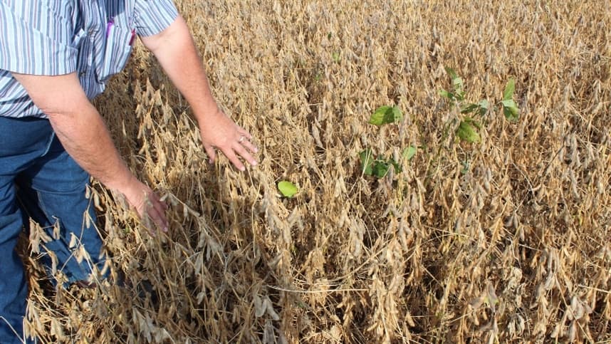 Relatório destaca os impactos do clima na produção de soja