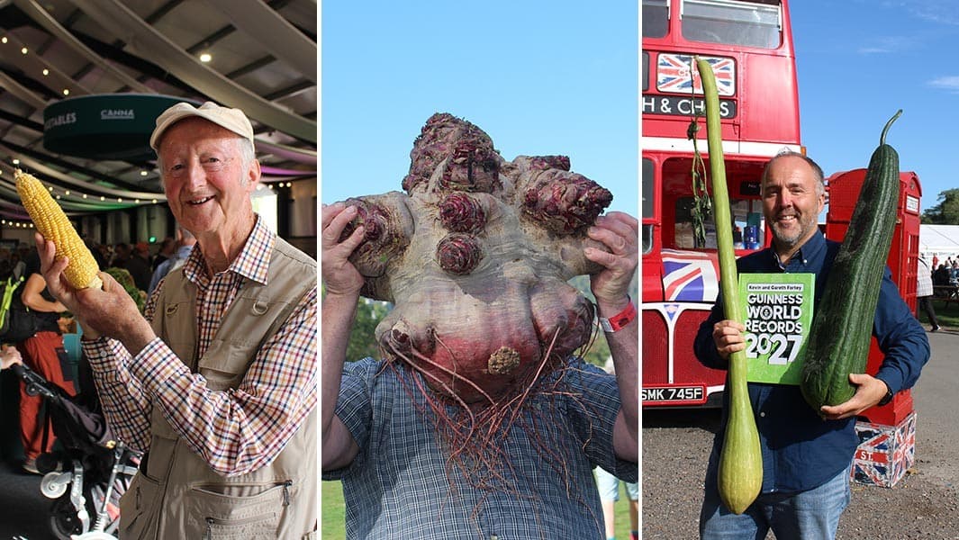 Hortaliças gigantes quebram recordes no Malvern Autumn Show na Inglaterra