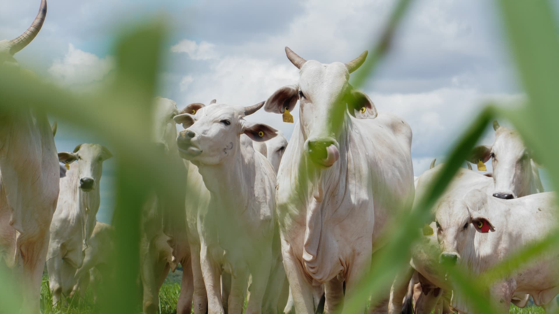 Imaflora firma parceria com entidade chinesa para carne sem desmatamento