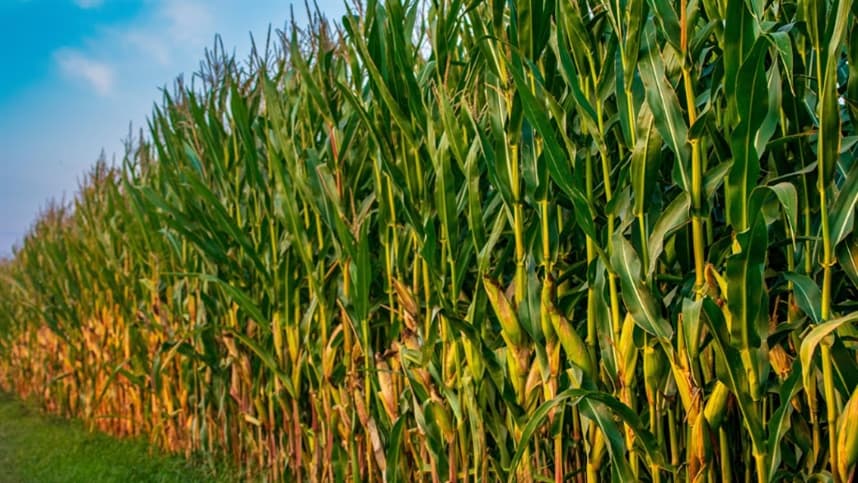 Infestação de pulgão-do-milho ameaça produtividade nas lavouras