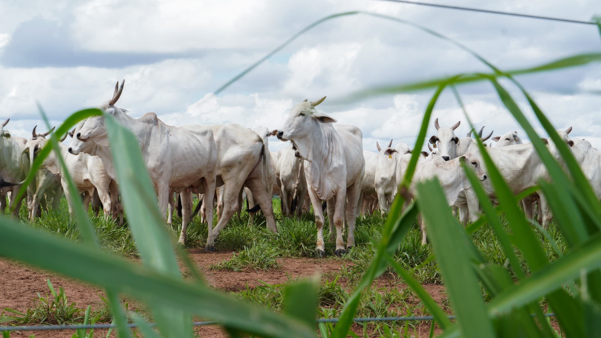 Novas regras da UE geram incerteza em produtores de alimentos brasileiros