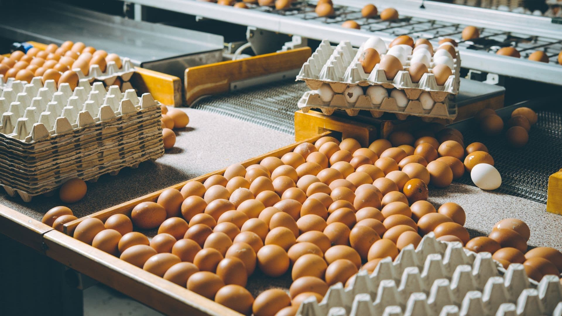 Poder de compra avicultores recua por queda nos preços dos ovos