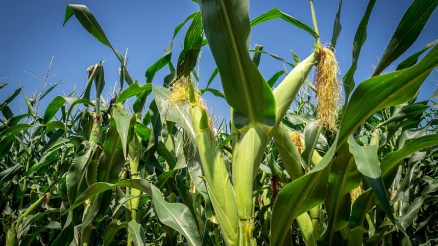 Plantio de milho safrinha: a pressa é inimiga da perfeição