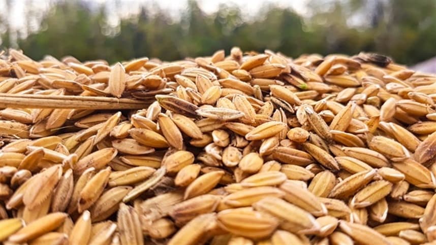 Mercado de arroz no Brasil se fortalece após queda nos estoques