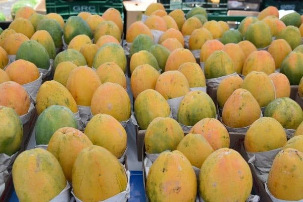 Cotações do mamão havaí sobem após cinco semanas de queda