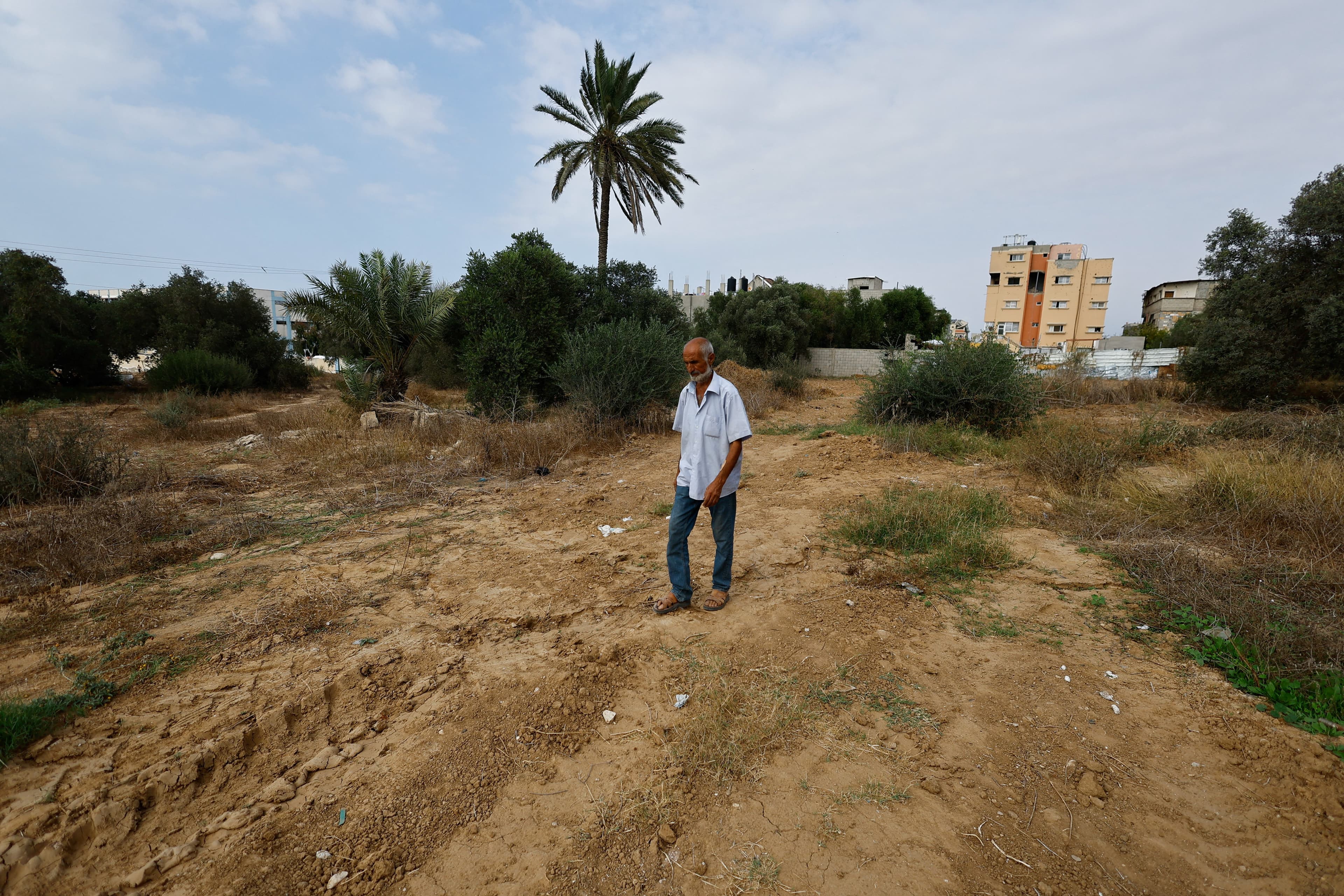 Agricultores de Gaza enfrentam devastação nas colheitas de azeitona