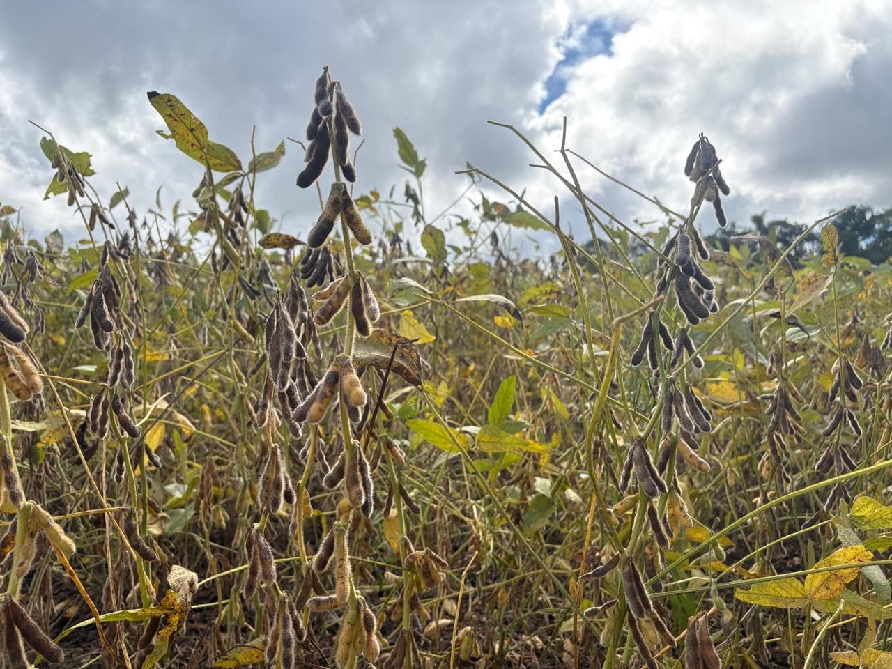 Desenrola Rural vai beneficiar 800 mil agricultores famílias