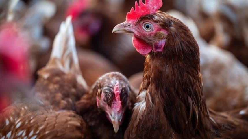 Estado de emergência zoossanitária é declarado em 4 municípios de SC