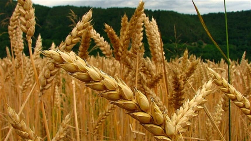 Mercado de trigo no Sul enfrenta alta cautelosa em preços