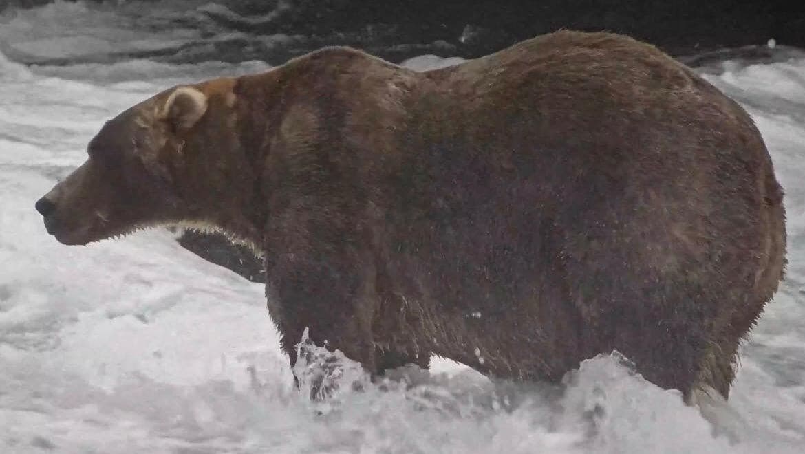 Urso Backpack é o vencedor do concurso Fat Bear Week no Alasca