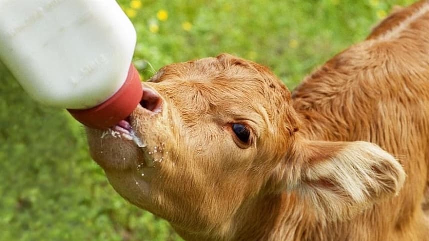Desidratação: um perigo mortal para bezerras