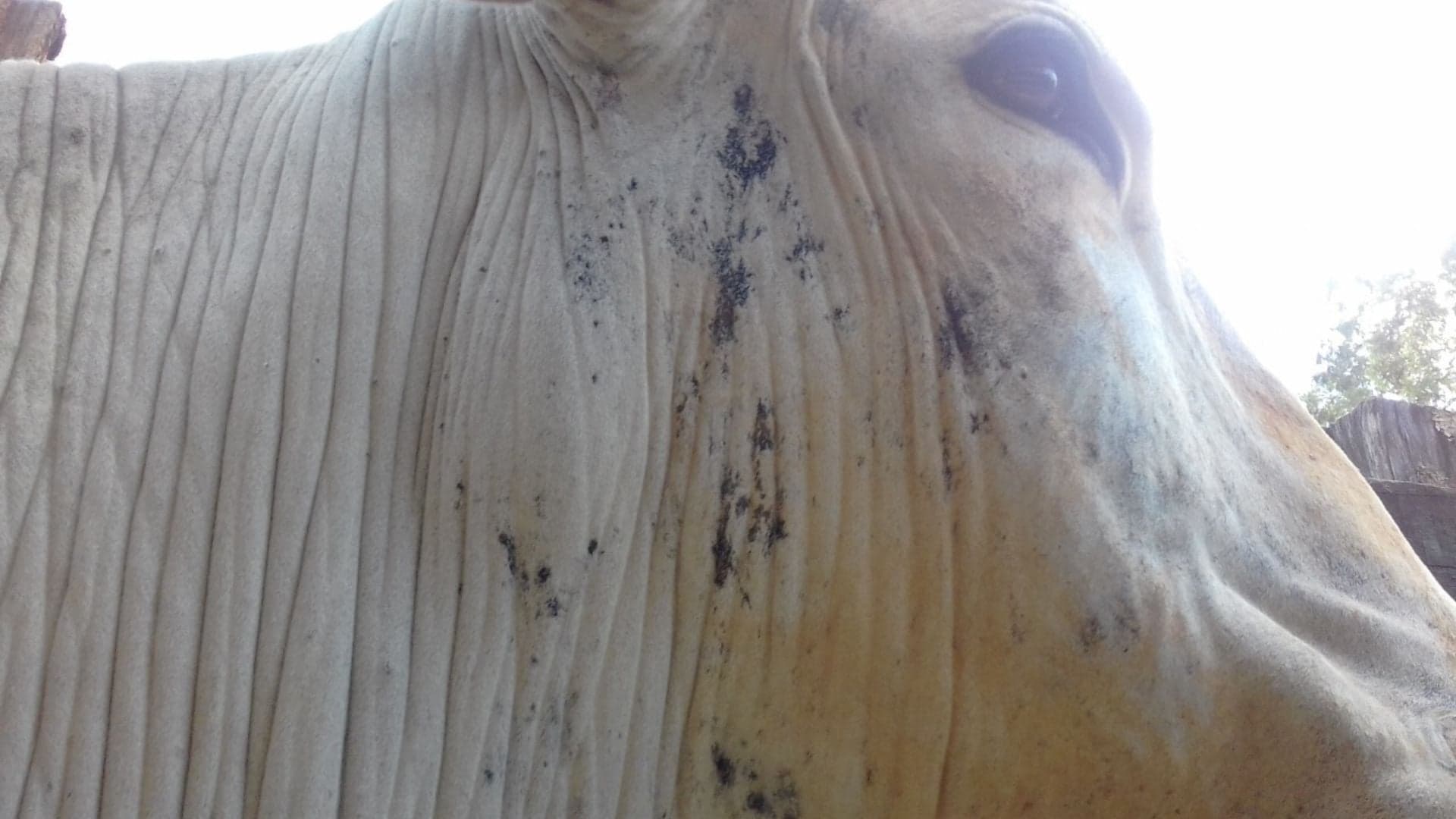 Veterinário alerta sobre diagnóstico de lesões em bovinos
