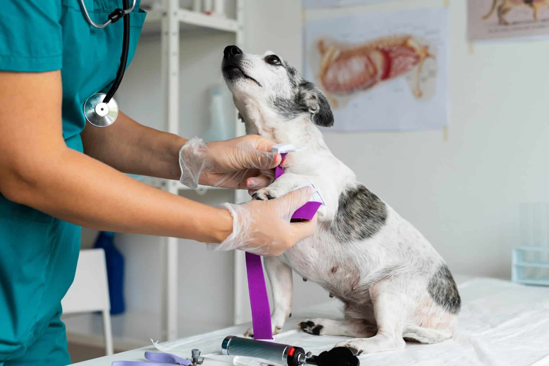 Revolução na Medicina Veterinária: +Pet Une Tecnologia e Cuidados Avançados