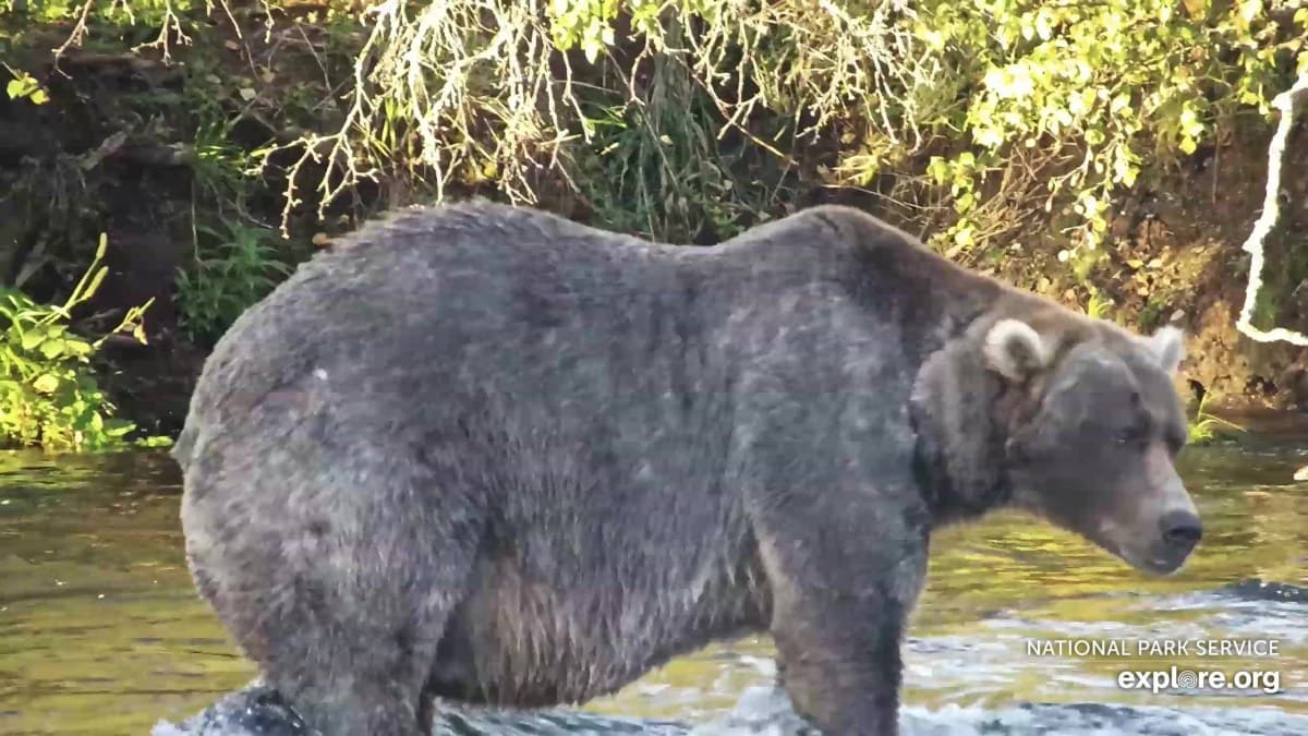 Urso Backpack é o campeão da 13ª Fat Bear Week
